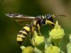 Cerceris quadricincta